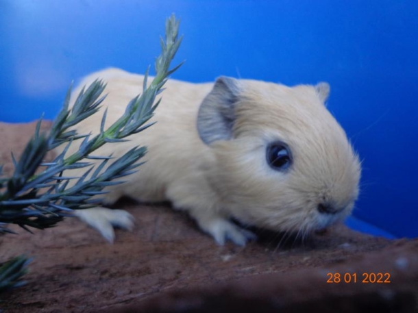 Meerschweinchen-Anlage und Zucht